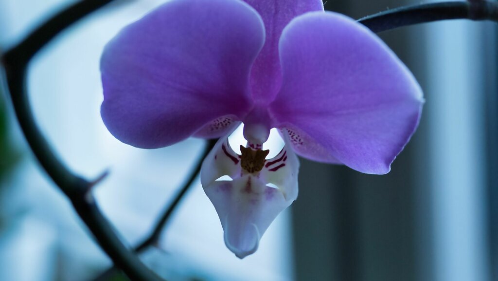 Orchidee-200-Bearbeitet.jpg
